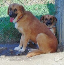 ELLA, Hund, Mischlingshund in Griechenland - Bild 1