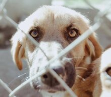 ELLA, Hund, Mischlingshund in Griechenland - Bild 11