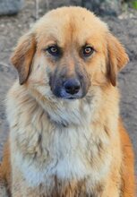 ELLA, Hund, Mischlingshund in Griechenland - Bild 14