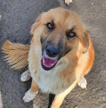 ELLA, Hund, Mischlingshund in Griechenland - Bild 17