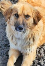 ELLA, Hund, Mischlingshund in Griechenland - Bild 18
