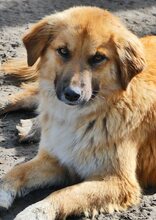 ELLA, Hund, Mischlingshund in Griechenland - Bild 19