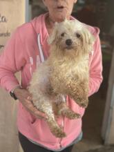 TONY, Hund, Bichon à poil frisé-Mix in Spanien - Bild 2