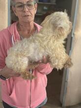 TONY, Hund, Bichon à poil frisé-Mix in Spanien - Bild 4