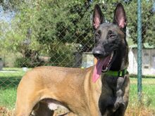 LOCO, Hund, Malinois-Mix in Spanien - Bild 1