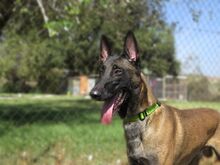 LOCO, Hund, Malinois-Mix in Spanien - Bild 2