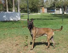 LOCO, Hund, Malinois-Mix in Spanien - Bild 3