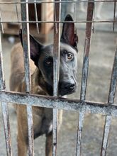 LOCO, Hund, Malinois-Mix in Spanien - Bild 4