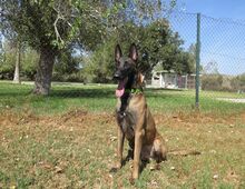 LOCO, Hund, Malinois-Mix in Spanien - Bild 5