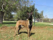 LOCO, Hund, Malinois-Mix in Spanien - Bild 6