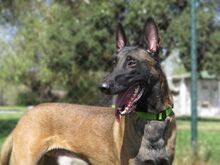 LOCO, Hund, Malinois-Mix in Spanien - Bild 7