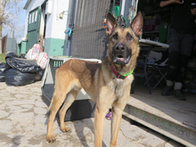 MONZON, Hund, Deutscher Schäferhund-Mix in Spanien - Bild 1