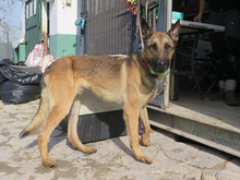 MONZON, Hund, Deutscher Schäferhund-Mix in Spanien - Bild 4