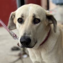 LUNA, Hund, Mastin Español-Mix in Spanien - Bild 1