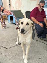 LUNA, Hund, Mastin Español-Mix in Spanien - Bild 2