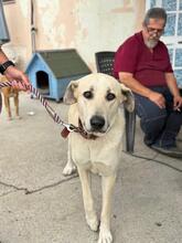 LUNA, Hund, Mastin Español-Mix in Spanien - Bild 3