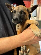 MEDUSA, Hund, Malinois-Mix in Spanien - Bild 1