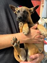 MEDUSA, Hund, Malinois-Mix in Spanien - Bild 2