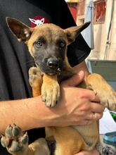 MEDUSA, Hund, Malinois-Mix in Spanien - Bild 3