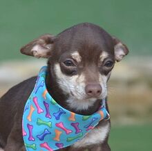 PEPPER, Hund, Chihuahua in Neumarkt