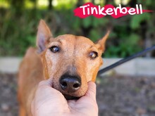 TINKERBELL, Hund, Podenco Maneto in Spanien - Bild 1