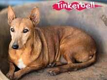 TINKERBELL, Hund, Podenco Maneto in Spanien - Bild 2