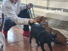 TINKERBELL, Hund, Podenco Maneto in Spanien - Bild 3