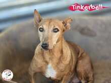 TINKERBELL, Hund, Podenco Maneto in Spanien - Bild 4