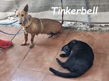 TINKERBELL, Hund, Podenco Maneto in Spanien - Bild 5