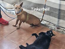 TINKERBELL, Hund, Podenco Maneto in Spanien - Bild 6