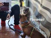 TINKERBELL, Hund, Podenco Maneto in Spanien - Bild 7