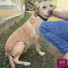 LEEA, Hund, Labrador Retriever in Rumänien - Bild 1