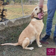 LEEA, Hund, Labrador Retriever in Rumänien - Bild 2