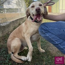 LEEA, Hund, Labrador Retriever in Rumänien - Bild 3