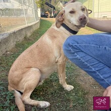 LEEA, Hund, Labrador Retriever in Hollenstedt