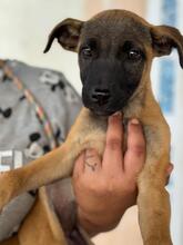 NYX, Hund, Malinois-Mix in Spanien - Bild 1