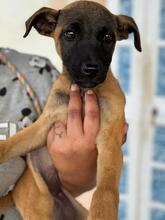 NYX, Hund, Malinois-Mix in Spanien - Bild 2