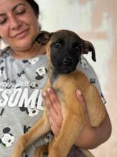 NYX, Hund, Malinois-Mix in Spanien - Bild 3