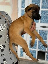 NYX, Hund, Malinois-Mix in Spanien - Bild 4