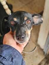 RAFA, Hund, Pinscher-Mix in Spanien - Bild 1