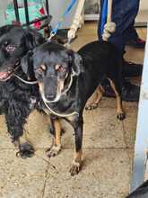 RAFA, Hund, Pinscher-Mix in Spanien - Bild 2