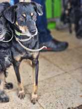 RAFA, Hund, Pinscher-Mix in Spanien - Bild 3