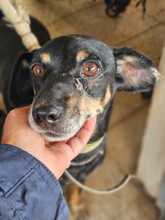 RAFA, Hund, Pinscher-Mix in Spanien - Bild 4