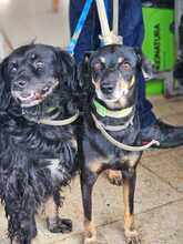 RAFA, Hund, Pinscher-Mix in Spanien - Bild 5