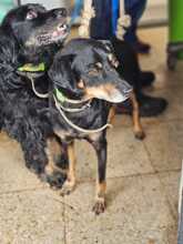 RAFA, Hund, Pinscher-Mix in Spanien - Bild 6