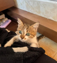 PEANUT, Katze, Europäisch Kurzhaar in Bulgarien - Bild 22