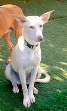 FANNY, Hund, Podenco-Mix in Spanien