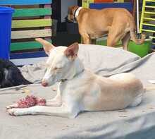 FANNY, Hund, Podenco-Mix in Spanien - Bild 3