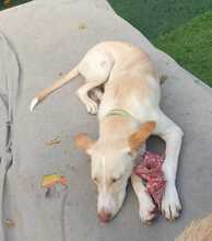 FANNY, Hund, Podenco-Mix in Spanien - Bild 4