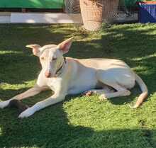 FANNY, Hund, Podenco-Mix in Spanien - Bild 5